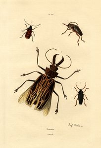 Long-horned Beetles